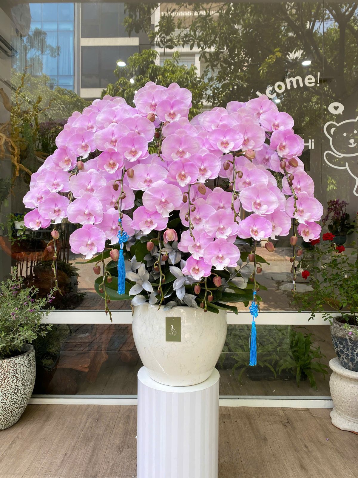 Chậu Hoa Lan Hồng 